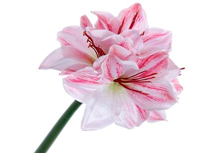 Artificial Amaryllis Pink White 40cm (pack of 2)