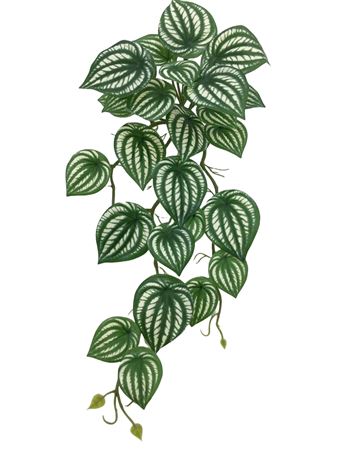 Artificial Hanging Variegated Peperomia (PACK OF 2)