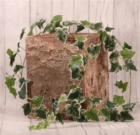 Artificial Garland Ivy Varigated English 1.8m (PACK OF 2)
