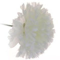 Artificial Carnation Pick Ivory X144