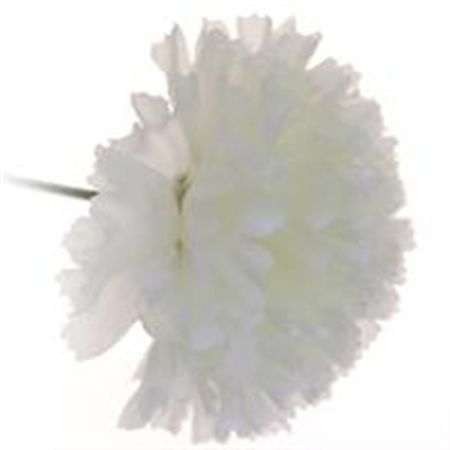 Artificial Carnation Pick Ivory X144
