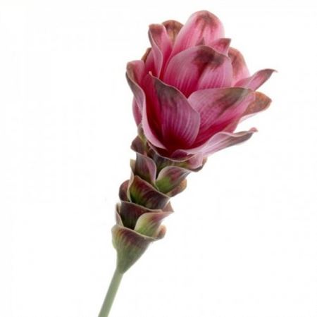 Artificial Curcuma Pink 63cm (PACK OF 2)