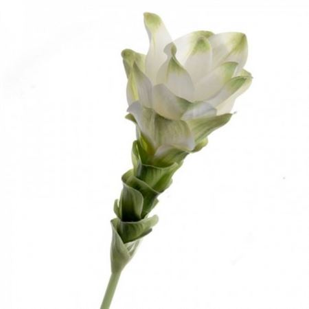 Artificial Curcuma White Green
