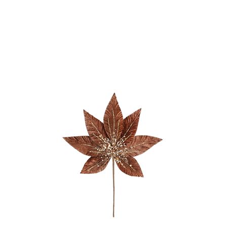 Helleborus Brown 31cm