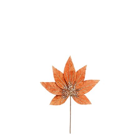Helleborus Orange 31cm