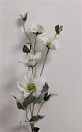 Helleborus White 76cm
