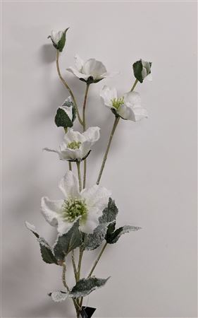 Helleborus White 76cm