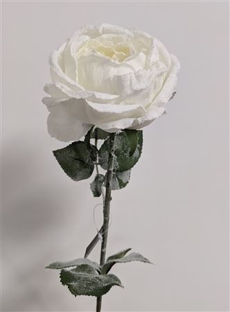 Cabbage Rose White 66cm
