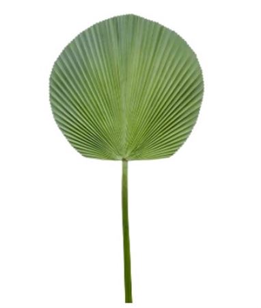 Artificial Licuala Palm Green Grey
