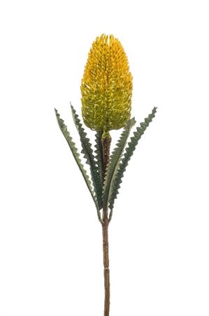 Artificial Banksia Spray Yellow 72 Cm