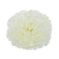 Artificial Carnation Pick Box Ivory X144