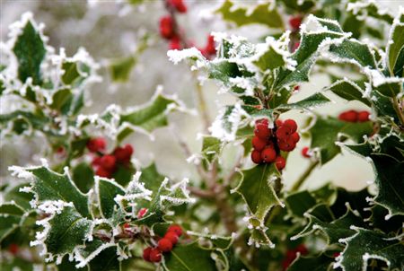 Folded Card Holly (PACK OF 2)