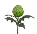 Artifical Artichoke Stem 66cm
