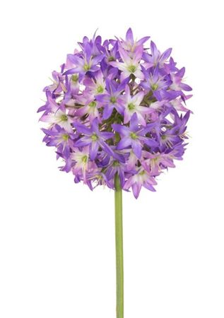Artificial Allium Spray Purple 62cm (PACK OF 2)