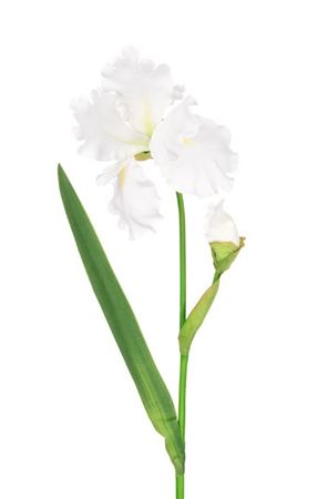 Artificial Iris White Flag 90cm