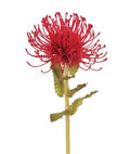 Artificial Pin Cushion Protea Burgundy 66cm