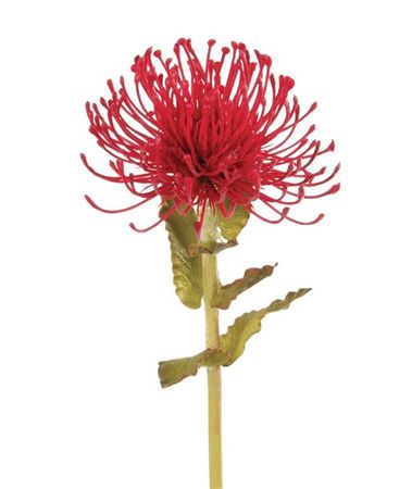 Artificial Pin Cushion Protea Burgundy 66cm