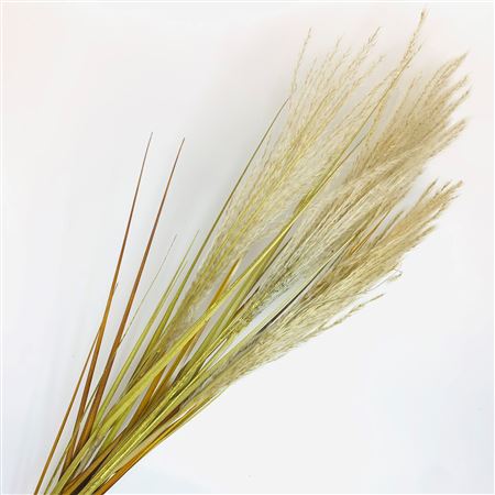 Dried Effect Reed Spray Cream