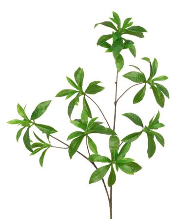 Artificial Wild Schefflera Spray Green