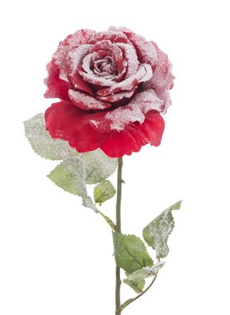 Snow Rose Stem 67cm