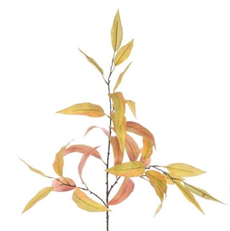 Autumn Eucalyptus Green And Brown