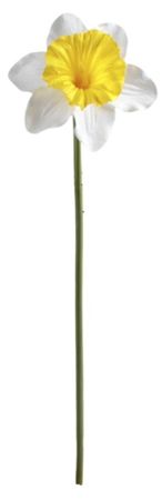 Artificial Daffodil Cream Yellow 50cm (PACK OF 4)