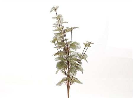 Branch Euca Cinerea Green 40cm  (PACK OF 2)