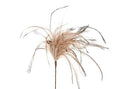 Feather Stem Hen Fontain 60x18cm (PACK OF 4)