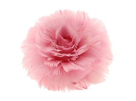 Feather Rose Clip Pink 11cm X6