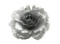 Feather Rose Clip Silver 11cm X6