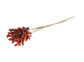 Rosehip X5 Bundle Dark Red 55cm