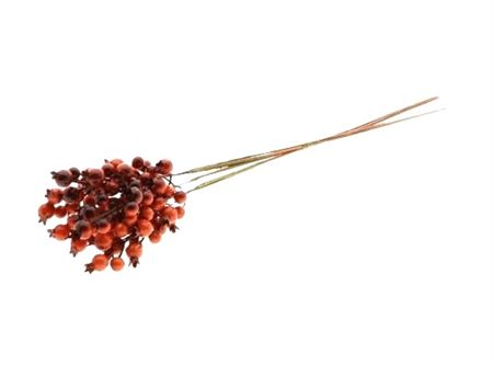 Rosehip X5 Bundle Dark Red 55cm