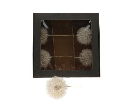Dried Stem Dandelion 35x11cm X5