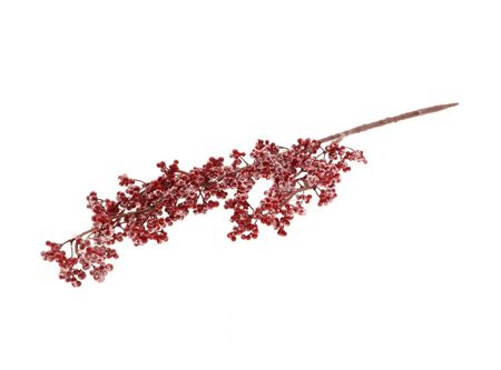 Berry Abolous Red With Snow 75cm