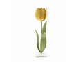Tulip On Base Yellow 48cm
