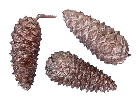 Maritima Cones Closed Pink X5 10-12cm