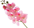 Artificial Phaleanopsis Orchid Pink 99cm