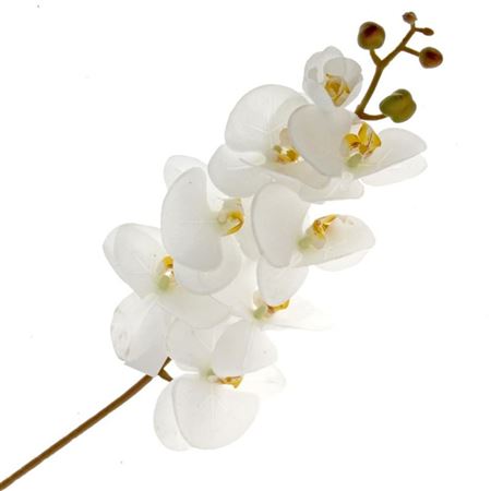 Artificial Orchid Phalaenopsis Cream