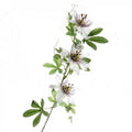 Artificial Passion Flower White Purple (PACK OF 2)