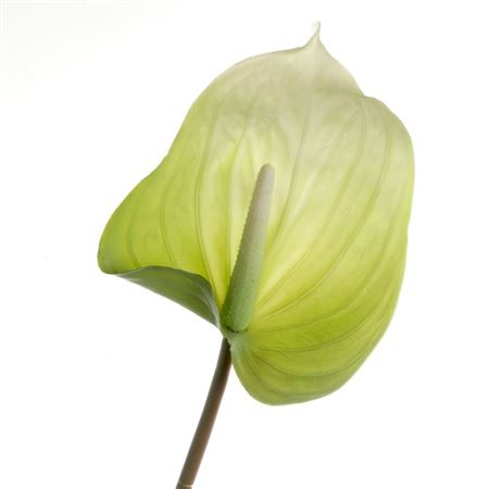 Artificial Anthurium Green 76cm (PACK OF 2)