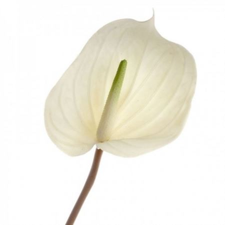 Artificial Anthurium Cream (PACK OF 2)