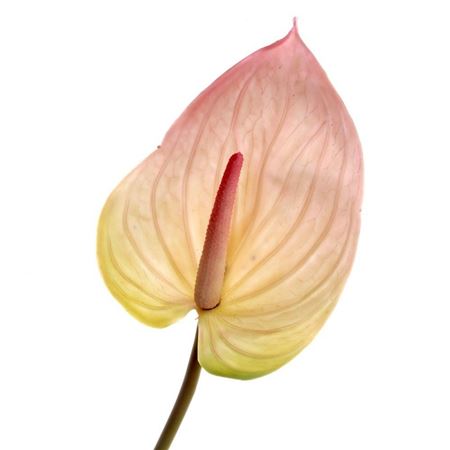 Artificial Anthurium Pink Real Touch 76cm (PACK OF 2)