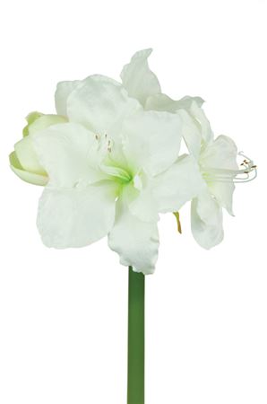 Artificial Amarylis Cream