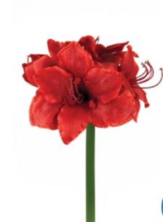 Artificial Amaryllis Red
