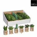 Artificial Succulent Assorted Hessian Pot (PACK OF 3)