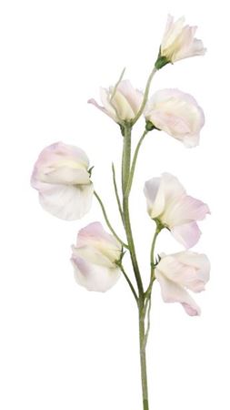 Artificial Sweet Pea Two Tone (PACK OF 2)