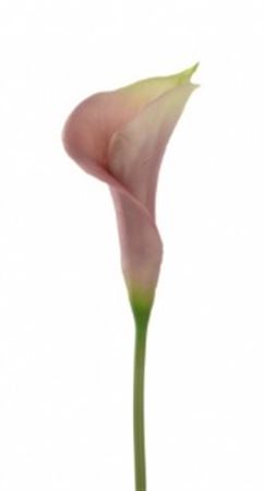 Artificial Curly Calla Mauve (PACK OF 2)