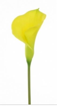 Artificial Curly Calla Yellow (PACK OF 2)