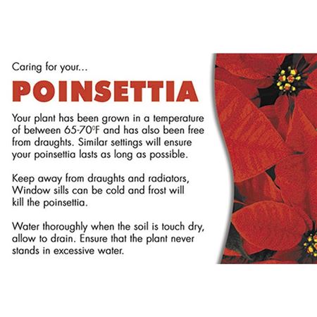 Card Care Xmas Poinsettia (PACK OF 2)