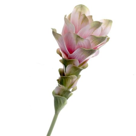 Artificial Curcuma Light Pink